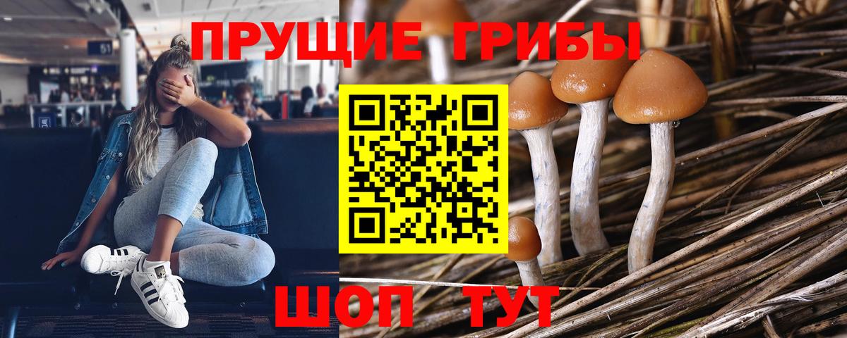 Псилоцибиновые грибы Psilocybine cubensis Ростов Великий